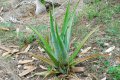 Aloes amer. ALOE vera. Liliaceae. 0.3-0.4m